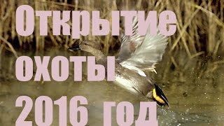 Открытие охоты 2016    На утку  часть 1   YouTube