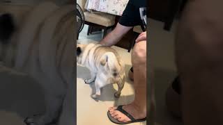 BATE PAPO DE PAI E FILHO!!! #vlog #pug
