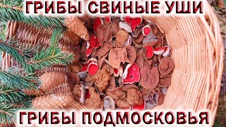 ❗ГРИБЫ СВИНЫЕ УШИ👉ДИСЦИНА ЩИТОВИДНАЯ. 🍄 Весенние грибы в Подмосковье.💥Нашёл ПАМЯТНИК в лесу