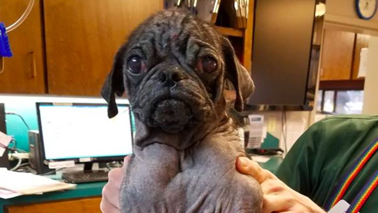Hairless Pug Was Crying Alone On Street, Rescuers Made Him Look Like A