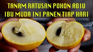 Ratusan Pohon Abiu Siap Dipanen Setiap Hari. Sensasi Rasa Sawo Amazon.