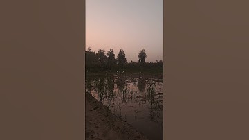 اقتباس جميل من سورة الرحمن مع منظر بعض الطيور في الحقول