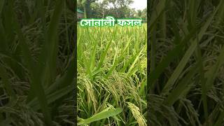 কৃষকের আনন্দ #shorts #reels #agriculture 🌿 #rice #farming