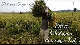 Story whatsapp terbaru | ost. orang Pinggiran ( Cover Video ) | Petani Padi