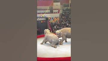 Elephant attack at the circus #animals #elephant #animalshorts #shorts