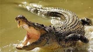 Buaya reptil yang besar dan buas video HD 4K