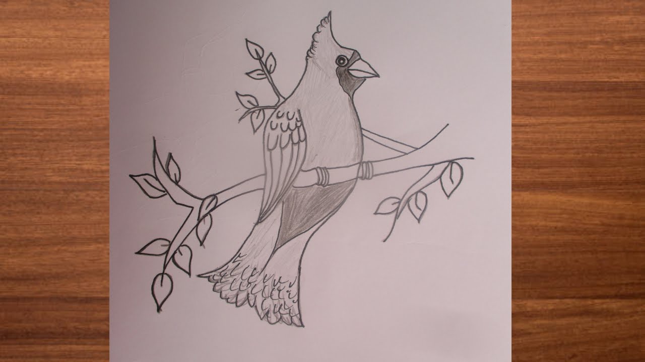 How To Draw A Simple cardinal Bird In Easy Way How Do You Draw A ...