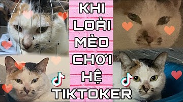 KHI LOÀI MÈO CHƠI HỆ TIKTOKER PART 1 | MINH ANH HOÀNG