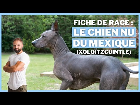 Vidéo: Quelle est la taille des chiens mexicains sans poils?