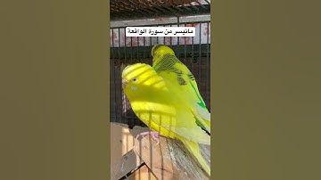 #سورة_الواقعة #قرآن #المصحف #السعودية #العراق #طيور #البادجي #الأمريكي #quran #birds #budgies #usa