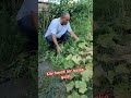 ❤️köy hayatı bir başka güzel #shorts #bahçe #fyp  #youtubeshorts