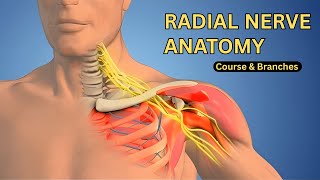 Radial Nerve Anatomy | Course, Branches & Functions Explained