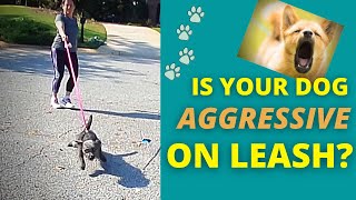 Is Your Dog Aggressive on Leash? (Leash Aggression/Leash Reactivity Dog Training) by TrueLifeK9 113 views 3 years ago 6 minutes, 6 seconds