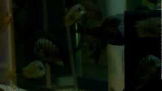 More Wc Tropheus Brichardi Yungu