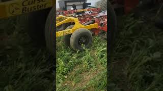 Terminating covercrops with CurseBuster