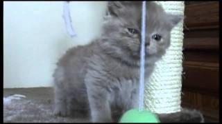 Ruby Cat - Reality Series #12 - Baby Ruby (Pt. 1) by OriginalRubyCat 1,338 views 12 years ago 2 minutes, 38 seconds