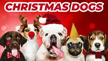 Dogs Barking Jingle Bells! Funniest Christmas Song For Your Pet | Conrad Askland