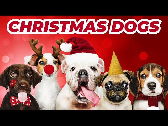 Dogs Barking Jingle Bells! Funniest Christmas Song For Your Pet | Conrad Askland class=