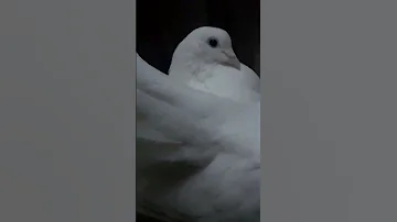 صوت أنثى الحمام 