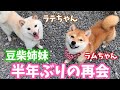 【そっくり♡可愛いすぎる豆柴姉妹】豆柴ラムちゃん#32
