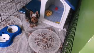 Meu Amiguinho Marley