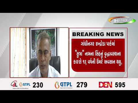 ગાંધીનગર ઇન્દ્રોડા પાર્કમાં સુત્ર નામના સિંહનું વૃદ્ધાવસ્થાના કારણે ૧૬ વર્ષની ઉંમરે અવસાન થયુ,પાંચ