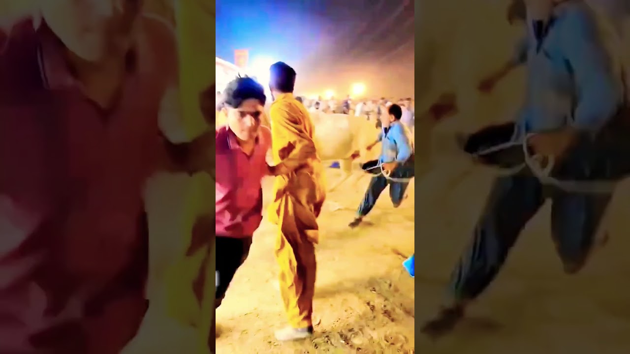 Athra fateh jangi bull i-12 Mandi islamabad 2026 #shorts #shortvideo #youtubeshorts #domail #cow