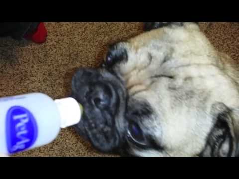 silicone baby pug silicone pug puppy box opening doovi silicone baby pug silicone pug puppy box opening doovi
