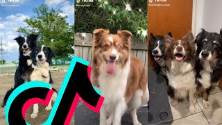 The Best Border Collie TikTok Compilation | Dogs Of TikTok