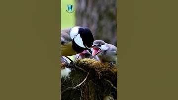 Witness The MOST ADORABLE Bird Families In Their Wild Nests from AI! SEP-141