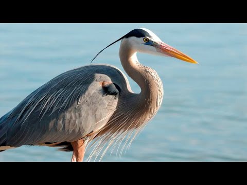 صوت طائر الزركي او البلشون