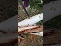 wood 🪵 cutting 🥵 #chainsaw #chainsawart #woodscraft #woodstatue #chainsawcarving #farming