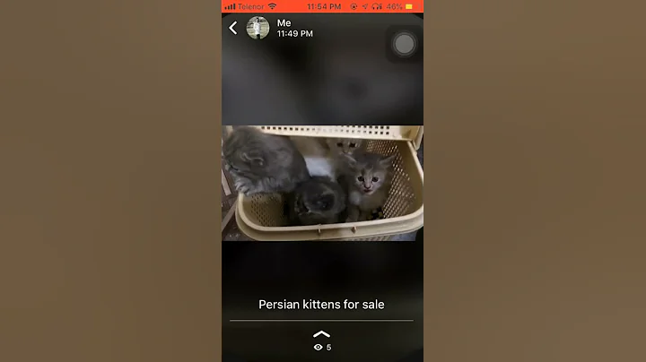 Watch the video about Persian kittens for sale I dr mirza muhammad Imran | Persian cat