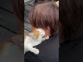 ほんとに迷い猫?!人懐っこすぎて・・・#shorts #佐賀よかでしょう。 #佐賀よか #保護猫 #たま吉 #今では家族