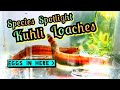 Breeding & Spawning Kuhli Loaches! Species Spotlight. A Nano Tank Shrimp Hunter. Background & Care