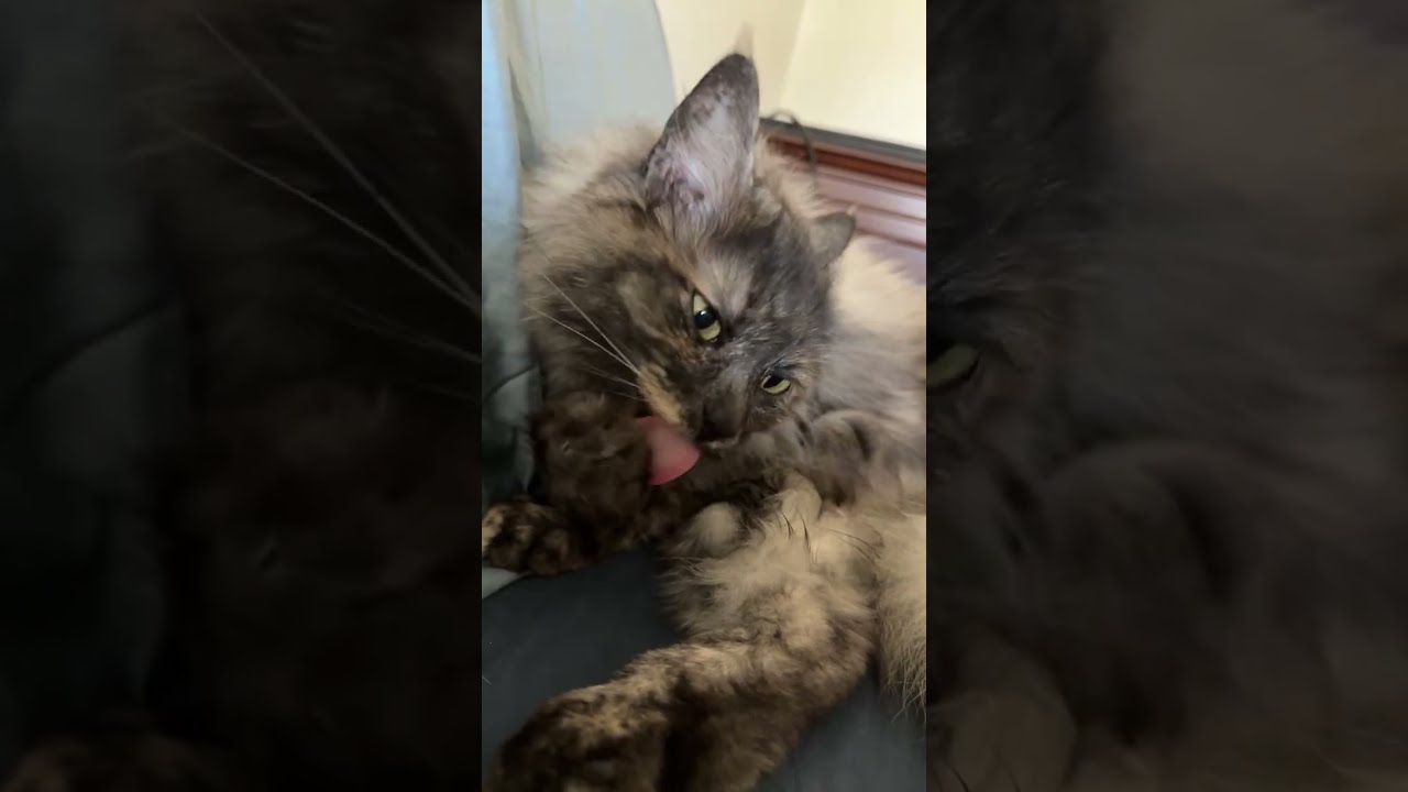 Oh Happy Day is live! #cat #prettyfunny #funnycats #kitten #prettycat #catdaily #fyp #cute