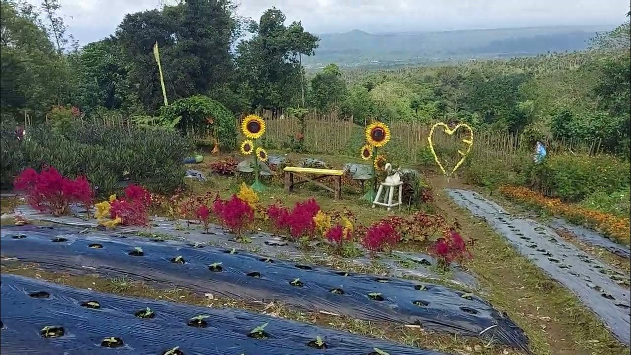 SUNFLOWER FARM AT LILIW YouTube