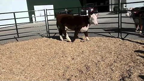 Nebraska Cattlemen's Classic Prospect Steer Sale lot 5. He sells on Saturday, February 22nd