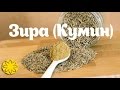 Кумин (Зира, Cumin) Amideya.com.ua