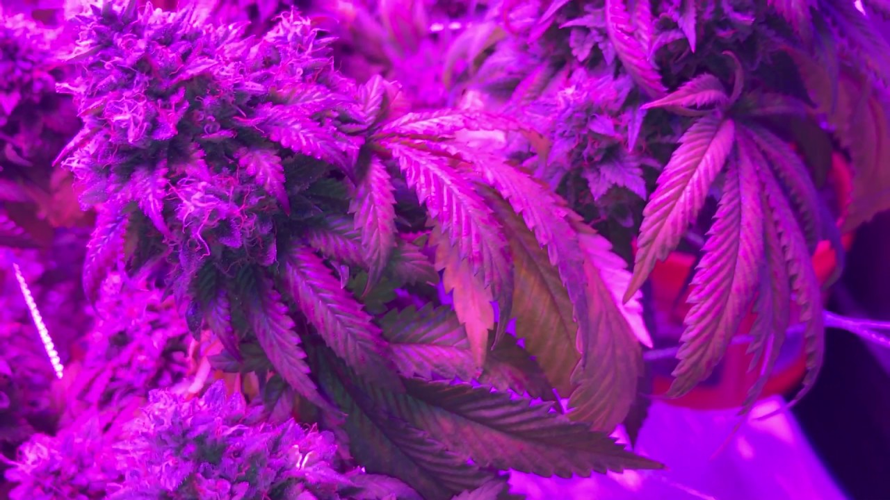 The LED takeover Mars Hydro Reflector 192x3