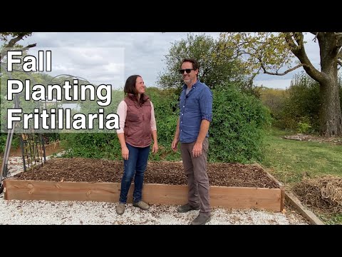 Video: Fritillaria Care: Information On The Fritillaria Plant