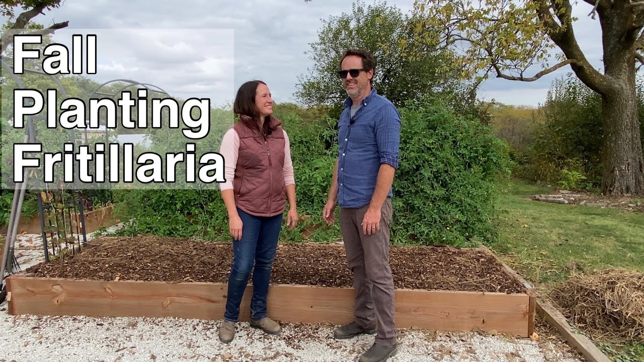 Осенняя посадка рябчика для весеннего цветения | PepperHarrow