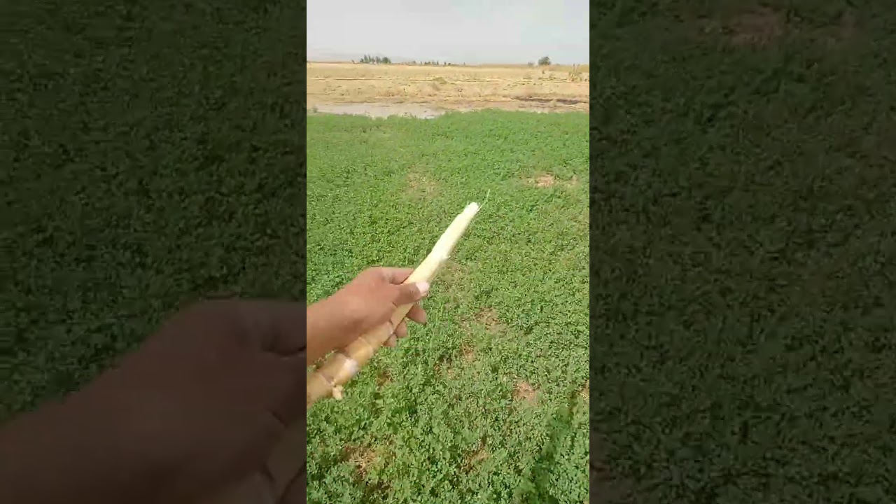 اجمل... العروض.... 10فدان تقنين للبيع... مزروعين ضره.... وبرسيم حجازي