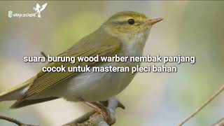 Suara burung Wood Warber nembak panjang | cocok untuk masteran pleci juara
