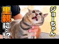 【卒業】ジョーちゃんに里親の話をしたら、なぜかパパが譲渡される事が決定しました…。