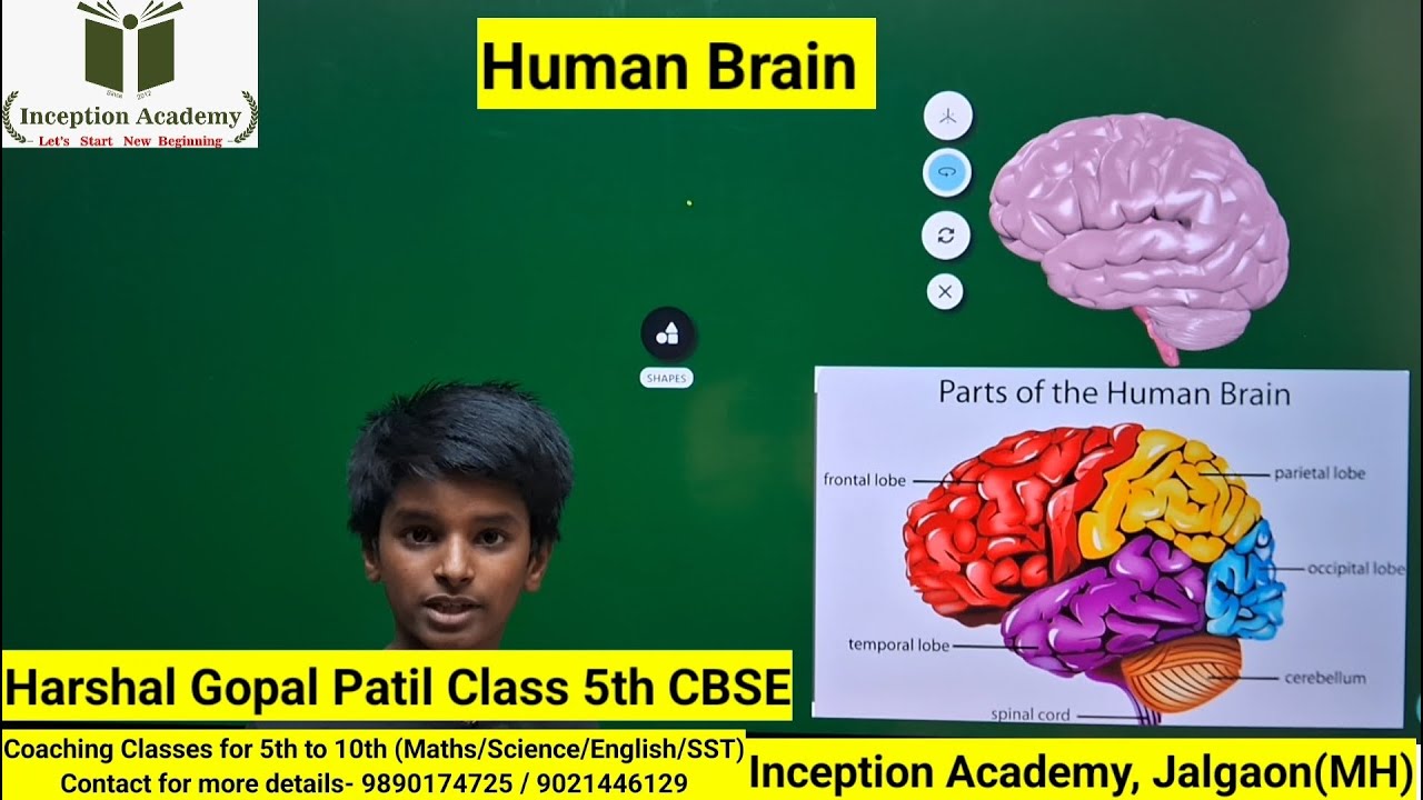 What is Function of Human Brain I Parts Of Brain I Class 5th CBSE # ...