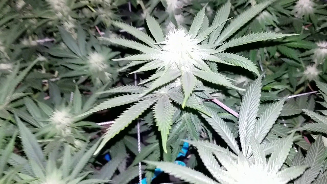 Ethos Cookies. Day 23 of flower 💪