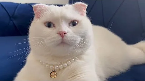 Video 10152921: white british shorthair cat, adorable british shorthair cat, beautiful british shorthair cat