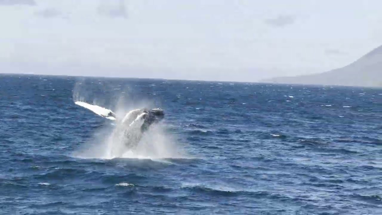 海上賞鯨之旅-冰島-埃亞峽灣