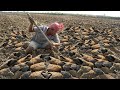 Amazing Top 5 Fishing Videos - Unbelievable Catching Fish Under Secret in Dry Season